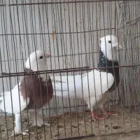 جف طوقی.دوتا جونگ‌ دمسفید.نرسیاه پلنگ‌پریده