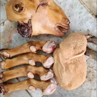 بره تباهگی|حیوانات مزرعه|سراوان, |دیوار