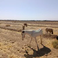 گلاب اصل بهترین نژاد سه قلوزا|حیوانات مزرعه|بردسکن, |دیوار