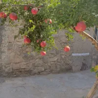 راهنمایی زرشک