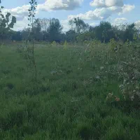 7000 متر زمین زراعی / شالیزار / مزروعی / زیبا کنار|فروش زمین و ملک کلنگی|رشت, گلسار|دیوار