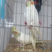 یک جفت عروس ۵ماهه ولی اهلی