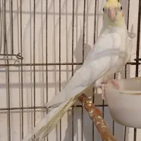 عروس هلندی چشم قرمز۴ماهه|پرنده|رامهرمز, |دیوار