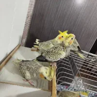 جوجه عروس هلندی