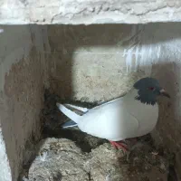 کبوتر دورح گوباش|پرنده|اردبیل, |دیوار