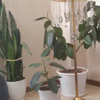 گل های زیبا و سر حال