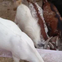 کهره نر چاق بز و بره چاق|حیوانات مزرعه|بندرعباس, |دیوار