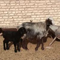 میش بره دار بز ابستن|حیوانات مزرعه|خرامه, |دیوار