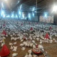 استخدام . سرپرست فنی مرغداری|استخدام صنعتی، فنی، مهندسی|کوهسار (البرز), |دیوار