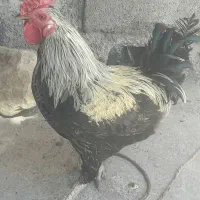 مرغ