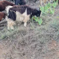 فروش دام زنده.بازدید در محل . اوگانیک|حیوانات مزرعه|کرج, باغستان|دیوار