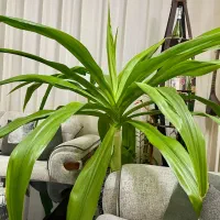 گل مناسب لابی یا کلینیک