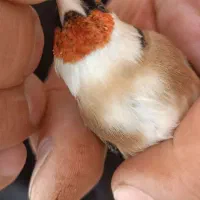 سهره غریب یکماه قفس|پرنده|سنندج, |دیوار