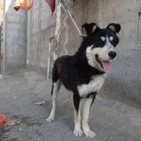 سگ هاسکی باتوله اشپیتز|سگ|مشهد, موسوی قوچانی|دیوار