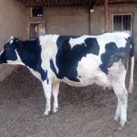 فروش گاو شکم دو هلشتن|حیوانات مزرعه|کاشمر, |دیوار