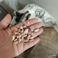 لوبیا چیتی