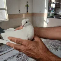 کفتر سفید دم سیاه کاکلی|پرنده|قم, انصار‌الحسین|دیوار