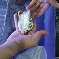 دو عدد سیلور دالر و دو عدد پرت پولار