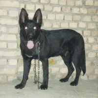 سگ نگهبان هوشیار و قوی، مناسب نگهبانی و محافظت|سگ|بردسکن, |دیوار