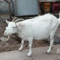 بز سانن نری آلپاین|حیوانات مزرعه|بندرعباس, |دیوار