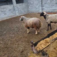 قوچ|حیوانات مزرعه|نیریز, |دیوار