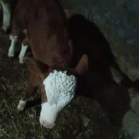 گاو شیری|حیوانات مزرعه|سراجو, |دیوار