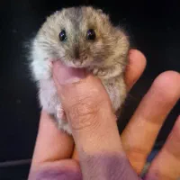 پخش همستر نژاد دار باهوش و بازیگوش