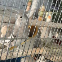 جفت مولد عروس هلندی|پرنده|تهران, افسریه شمالی|دیوار