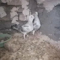 پرنده. کبوتر. نروماده. شامی