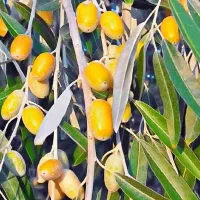 تولید نهال سنجد قزل