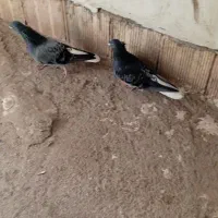 یک جفت کبوتر دم سفید نر  ماده|پرنده|سراب, |دیوار