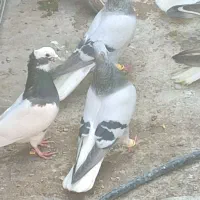 سبز دم سفید نر