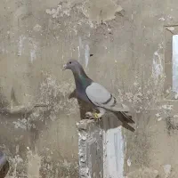 هفرنگ خطی اصیل|پرنده|قزوین, |دیوار