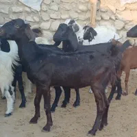 ۳۲راس بز جوان داشتی و گوشتی