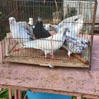 کبوترخوشگل پرشی نر وماده بالغ سالم سرحال|پرنده|صومعه‌سرا, |دیوار