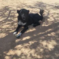 سک قهدرجانی|سگ|شراء, |دیوار