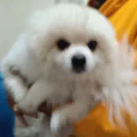 سگ گمشده در بیشه کلا