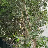 فروش یاس هلندی شاداب و بزرگ