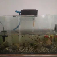 اکواریوم با ماهی و فیلتر