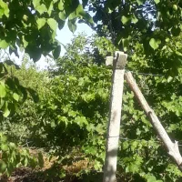 فروش فوری وزیرقیمت باغچه به متراژ هزاروصدمتر|فروش زمین و ملک کلنگی|انزل, |دیوار