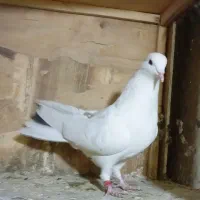 کبوتر پرشی غریب|پرنده|کوهدشت, |دیوار