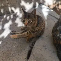 واگذاری گربه خانگی|گربه|مراغه, |دیوار