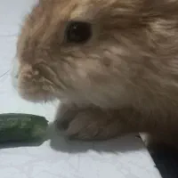 خرگوش گمشده|موش و خرگوش|مشهد, شهید قربانی|دیوار