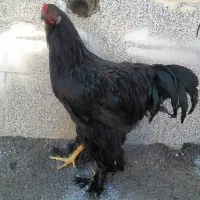 مرغ و خروس برهما و گلین اصل|حیوانات مزرعه|شیراز, شریف‌آباد|دیوار