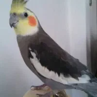 عروس هلندی  فلنگو بسته