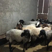 گوسفند|حیوانات مزرعه|قم, نوقطار|دیوار