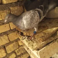 کبوترها|پرنده|شیروان (خراسان), |دیوار