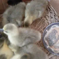 جوجه غاز محلی زیر پر در اومدن خیلی سرحال|حیوانات مزرعه|گلوگاه بابل (گلیا), |دیوار