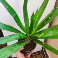 گل یوکا و کاکتوس صخره ای