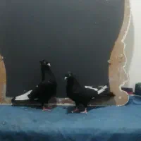 جفت سینه ای درشت|پرنده|اهواز, کمپلو شمالی|دیوار